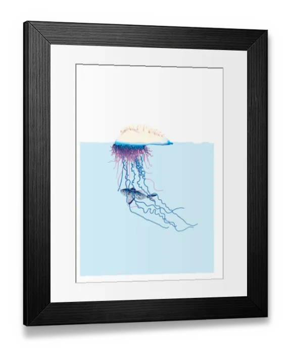 Framed Print : colour, floating, nobody, portuguese man o war, sealife Framed Print : colour, floating, nobody, portuguese man o war, sealife