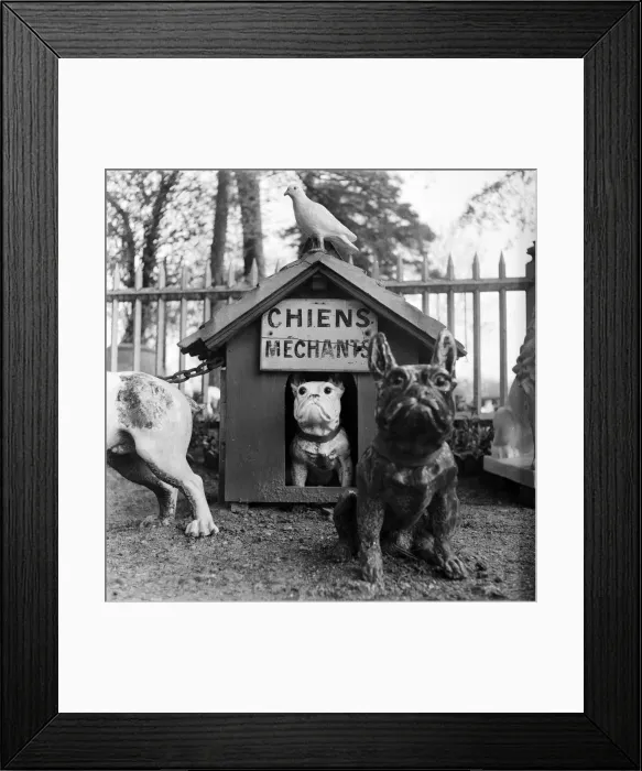 Framed Print : Bad Dogs. A garden in France containing some unusual ornaments - a collection Framed Print : Bad Dogs. A garden in France containing some unusual ornaments - a collection