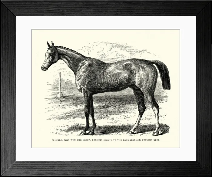 Framed Print : Orlando, a British Thoroughbred racehorse, 19th century Framed Print : Orlando, a British Thoroughbred racehorse, 19th century