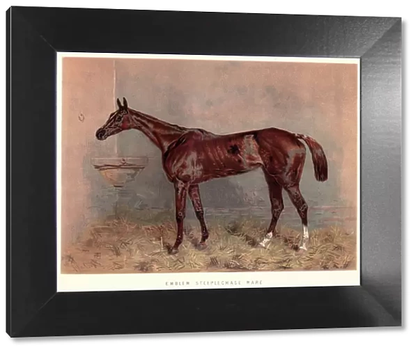 Victorian horse racing, Emblem steeplechase mare