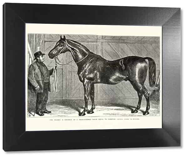 The Drake, thoroughbred horse, 19th Century
