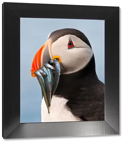 Puffin with sand eels in beak
