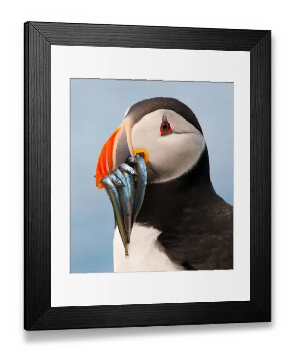 Framed Print : Puffin with sand eels in beak