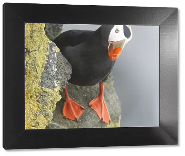 Tufted puffin on cliff looking at camera