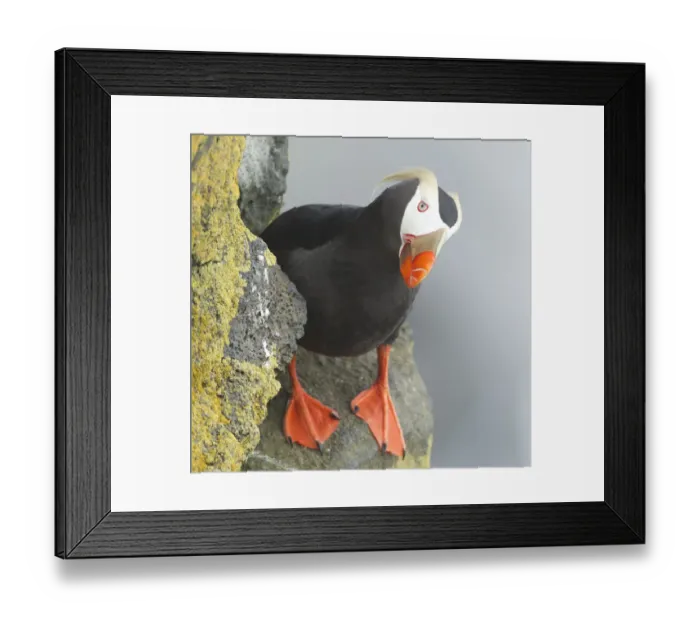 Framed Print : Tufted puffin on cliff looking at camera Framed Print : Tufted puffin on cliff looking at camera