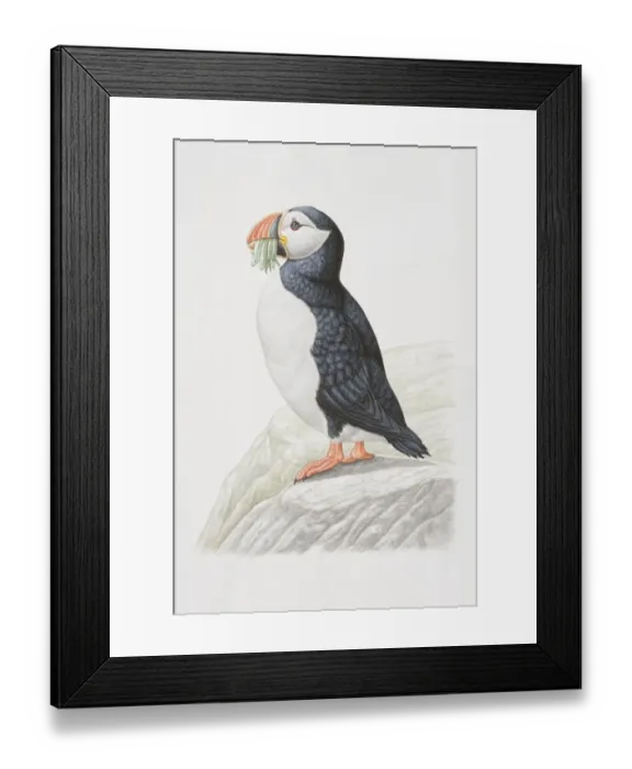 Framed Print : Animals, Birds, Charadriiformes, Auks, Alcidae, Atlantic Puffin, Fratercula arctica