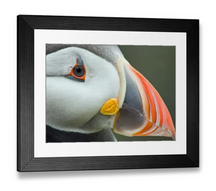 Framed Print : Tight. Close up of a puffin on the island of Lunga Framed Print : Tight. Close up of a puffin on the island of Lunga