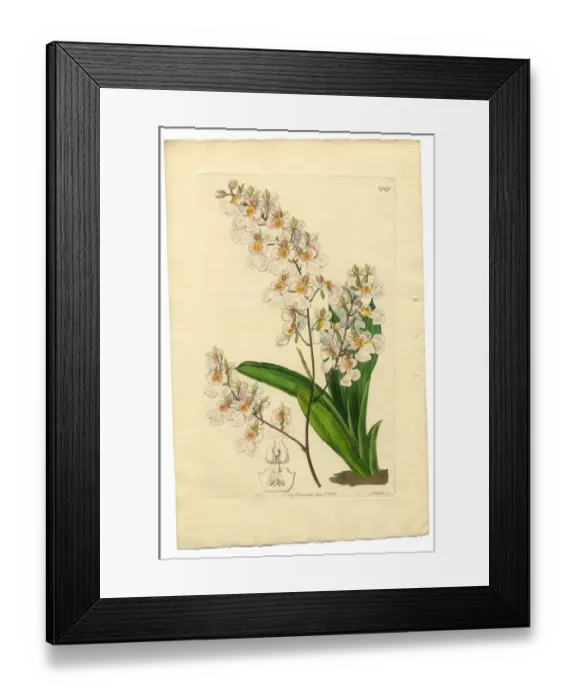 Framed Print : Gynandria Monandria Victorian Botanical Illustration, Oncidium, Oncidium Pulchellum, 1835 Framed Print : Gynandria Monandria Victorian Botanical Illustration, Oncidium, Oncidium Pulchellum, 1835