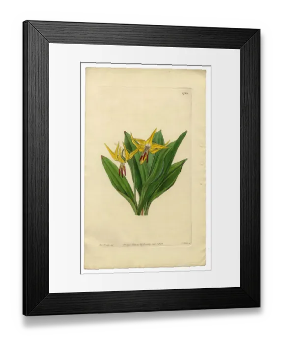 Framed Print : Erythronium Grandiflorum Victorian Botanical Illustration, American Dogas Tooth Violet, 1835 Framed Print : Erythronium Grandiflorum Victorian Botanical Illustration, American Dogas Tooth Violet, 1835