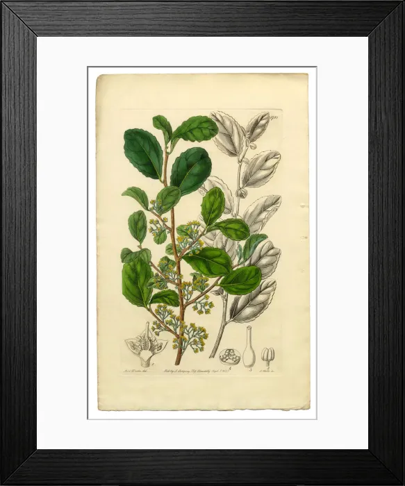 Framed Print : Polyandria Monogynia Victorian Botanical Illustration, Azara, Toothed Azara, 1835 Framed Print : Polyandria Monogynia Victorian Botanical Illustration, Azara, Toothed Azara, 1835