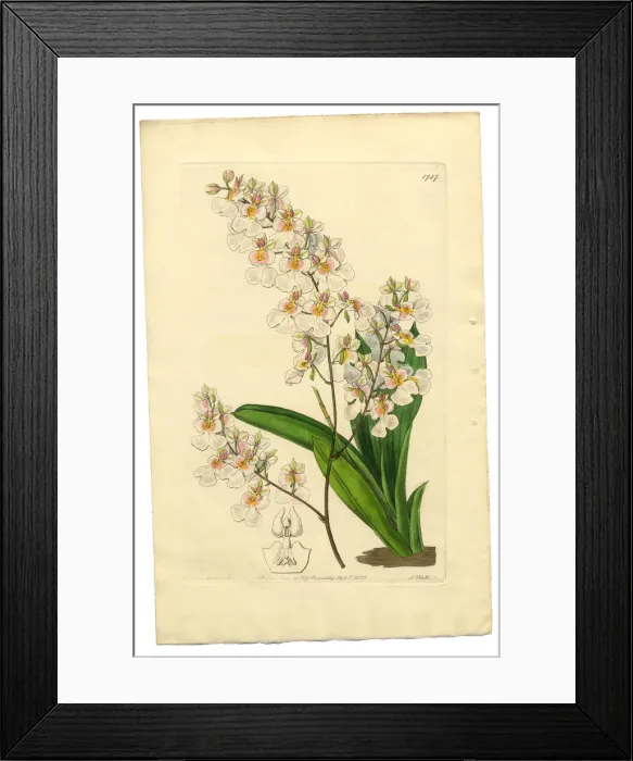 Framed Print : Gynandria Monandria Victorian Botanical Illustration, Oncidium, Oncidium Pulchellum, 1835 Framed Print : Gynandria Monandria Victorian Botanical Illustration, Oncidium, Oncidium Pulchellum, 1835