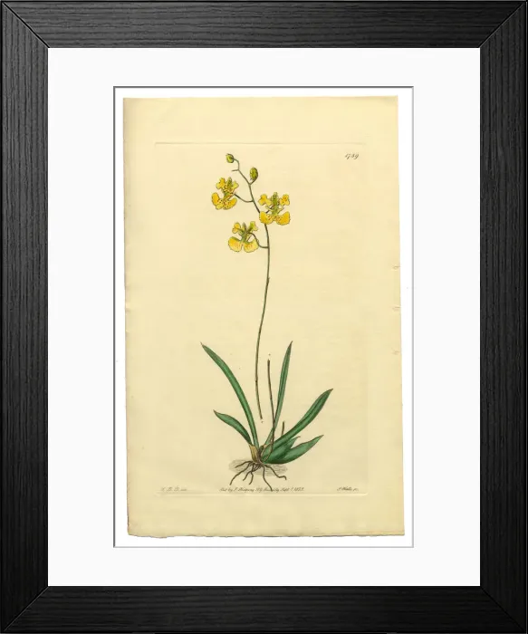 Framed Print : Gynandria Monandria, Victorian Botanical Illustration, Oncidium, Oncidium Lemonianum, 1835 Framed Print : Gynandria Monandria, Victorian Botanical Illustration, Oncidium, Oncidium Lemonianum, 1835