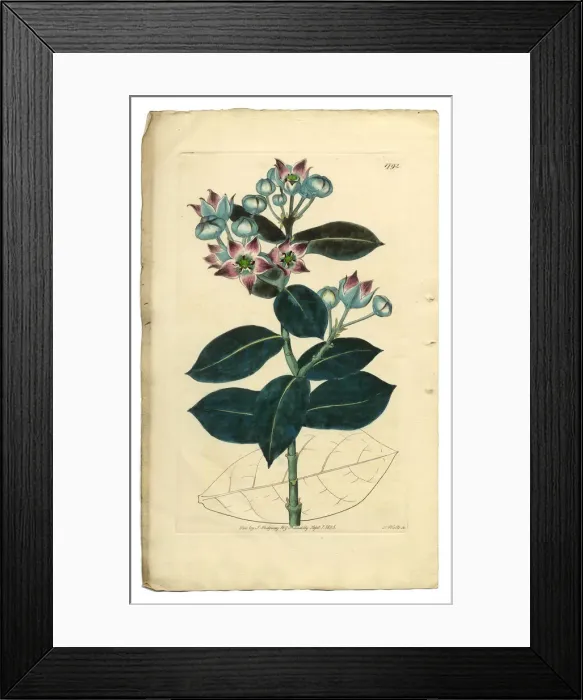 Framed Print : Calotropis Procera Victorian Botanical Illustration, Tall Calotropis, Apocynaceae, 1835 Framed Print : Calotropis Procera Victorian Botanical Illustration, Tall Calotropis, Apocynaceae, 1835