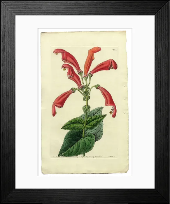 Framed Print : Gesneria Faucialis Victorian Botanical Illustration, Wide-Mouthed Gesneria, 1835 Framed Print : Gesneria Faucialis Victorian Botanical Illustration, Wide-Mouthed Gesneria, 1835