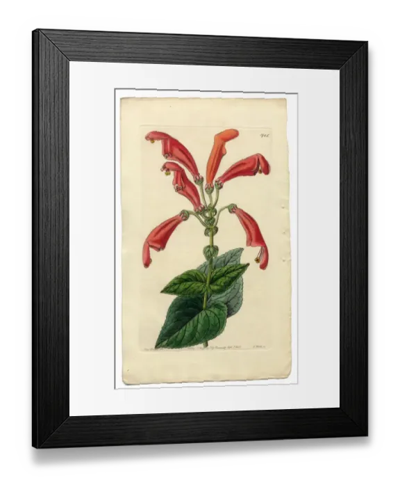 Framed Print : Gesneria Faucialis Victorian Botanical Illustration, Wide-Mouthed Gesneria, 1835 Framed Print : Gesneria Faucialis Victorian Botanical Illustration, Wide-Mouthed Gesneria, 1835