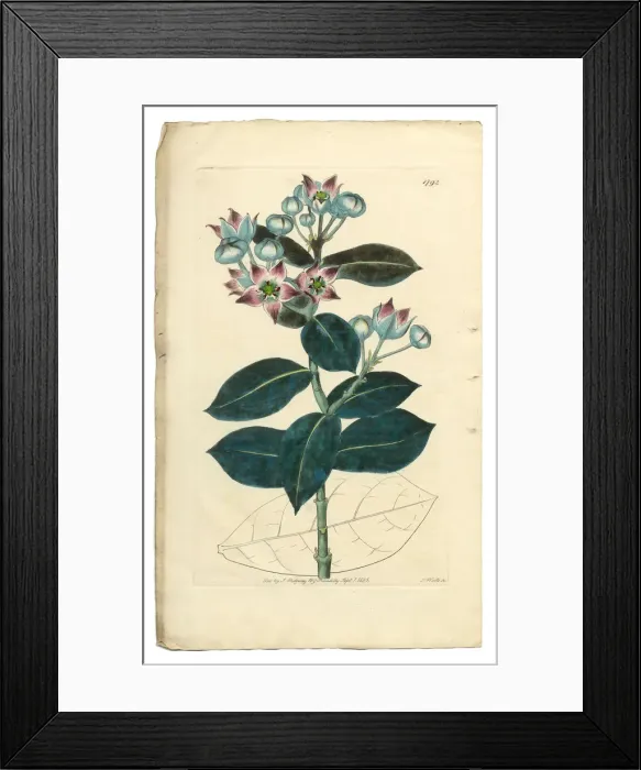 Framed Print : Tall Calotropis, Calotropis Procera, Apocynaceae, Victorian Botanical Illustration, 1835 Framed Print : Tall Calotropis, Calotropis Procera, Apocynaceae, Victorian Botanical Illustration, 1835