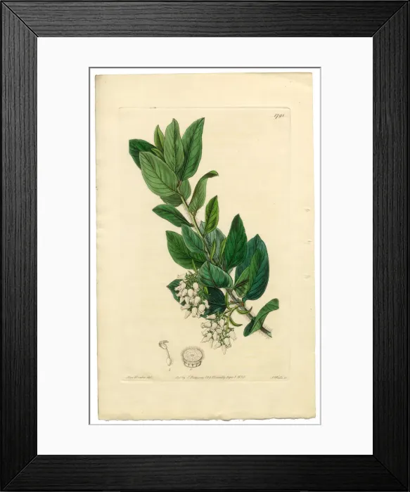 Framed Print : Downy Bearberry, Bearberry, Arctostaphylos tomentosa Victorian Botanical Illustration, 1835 Framed Print : Downy Bearberry, Bearberry, Arctostaphylos tomentosa Victorian Botanical Illustration, 1835