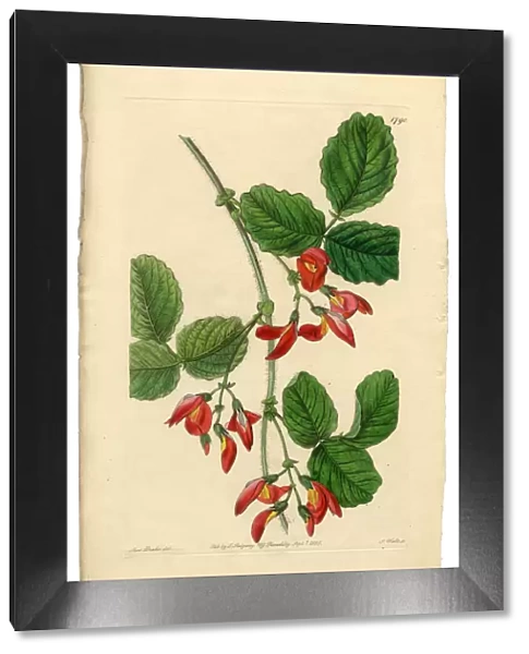 Kennedya Marryattae, Kennedya, Diadelphia Decandria Victorian Botanical Illustration, 1835