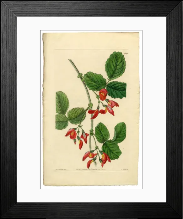 Framed Print : Kennedya Marryattae, Kennedya, Diadelphia Decandria Victorian Botanical Illustration, 1835 Framed Print : Kennedya Marryattae, Kennedya, Diadelphia Decandria Victorian Botanical Illustration, 1835