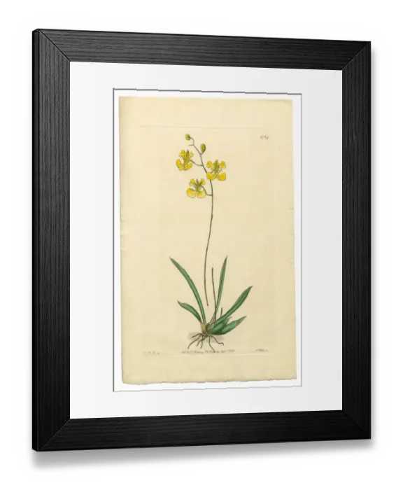 Framed Print : Oncidium, Oncidium Lemonianum, Gynandria Monandria Victorian Botanical Illustration, 1835 Framed Print : Oncidium, Oncidium Lemonianum, Gynandria Monandria Victorian Botanical Illustration, 1835