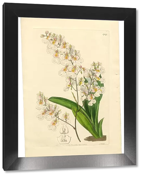 Oncidium, Oncidium Pulchellum, Gynandria Monandria Victorian Botanical Illustration, 1835