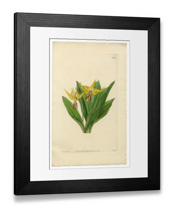 Framed Print : American Dogas Tooth Violet, Erythronium Grandiflorum, Victorian Botanical Illustration, 1835 Framed Print : American Dogas Tooth Violet, Erythronium Grandiflorum, Victorian Botanical Illustration, 1835