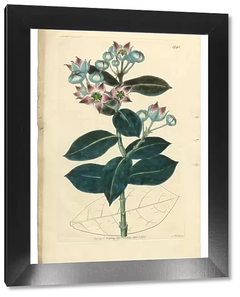 Tall Calotropis, Calotropis Procera, Apocynaceae, Victorian Botanical Illustration, 1835
