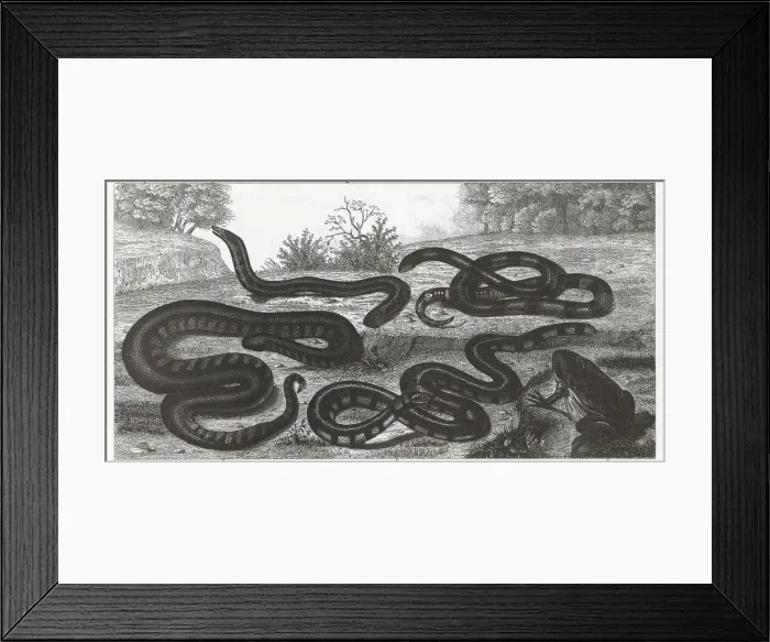 Framed Print : Engraving of reptiles and amphibians from Iconographic Encyclopedia of Science, Literature & Art Framed Print : Engraving of reptiles and amphibians from Iconographic Encyclopedia of Science, Literature & Art