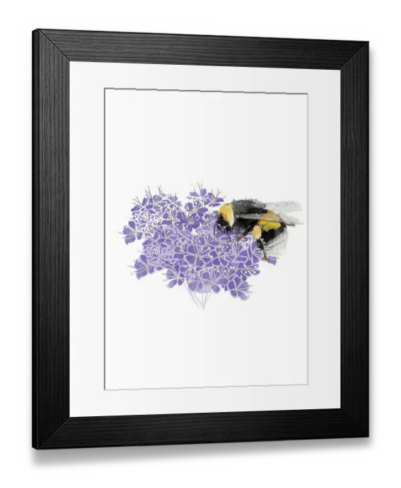 Framed Print : lavender coloured, nobody, plain background, wildlife Framed Print : lavender coloured, nobody, plain background, wildlife