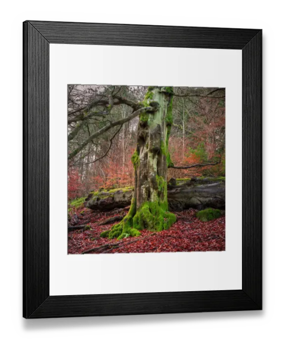 Framed Print : Queens View Forest #1 Framed Print : Queens View Forest #1