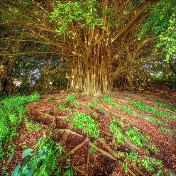 Hilo Banyan Tree #1