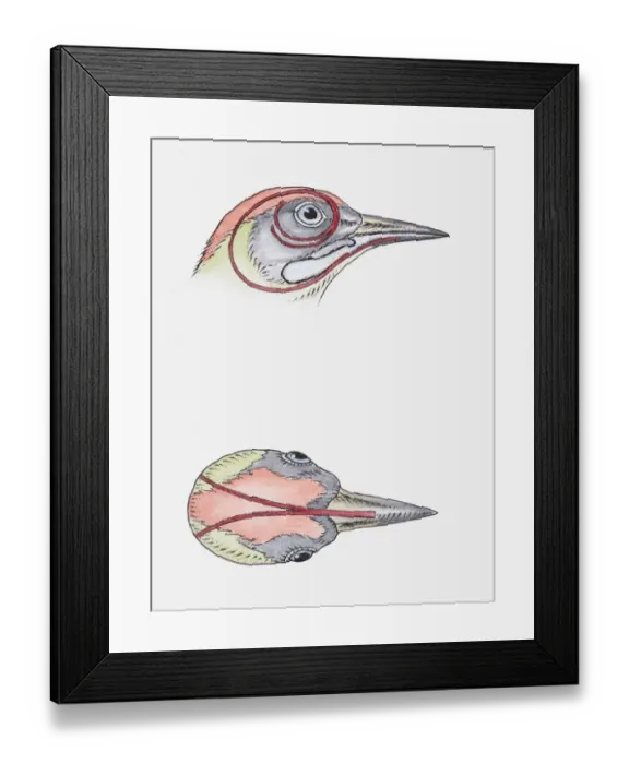 Framed Print : animal head, animal themes, bird, cross section, long, no people, physiology, profile Framed Print : animal head, animal themes, bird, cross section, long, no people, physiology, profile