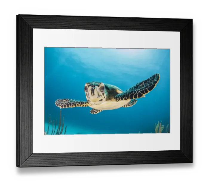 Framed Print : Baby turtle Framed Print : Baby turtle