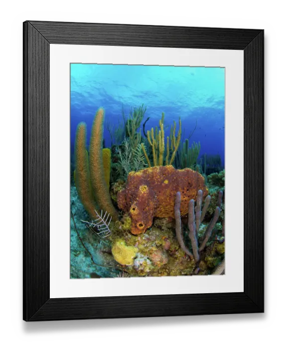 Framed Print : Olympus Digital Camera Framed Print : Olympus Digital Camera