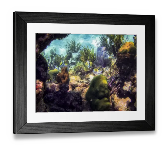Framed Print : Barrier Reef Wildlife in the Cayman Islands Framed Print : Barrier Reef Wildlife in the Cayman Islands