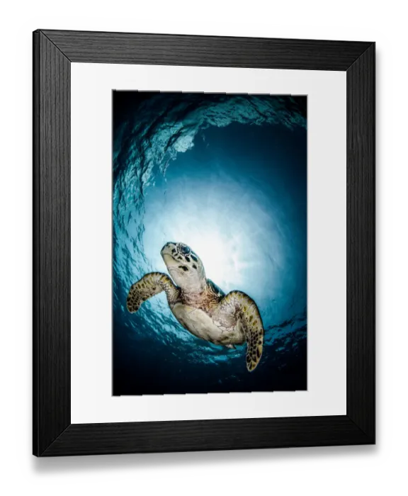 Framed Print : Cayman Sun ball turtle Framed Print : Cayman Sun ball turtle