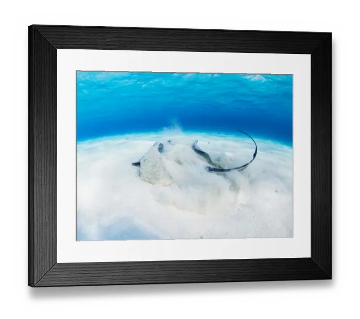 Framed Print : Olympus Digital Camera Framed Print : Olympus Digital Camera