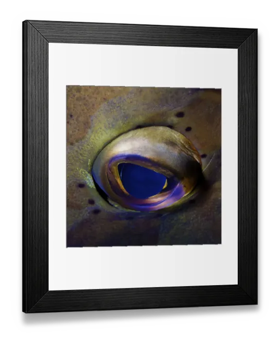 Framed Print : Artistic Grouper eye Framed Print : Artistic Grouper eye