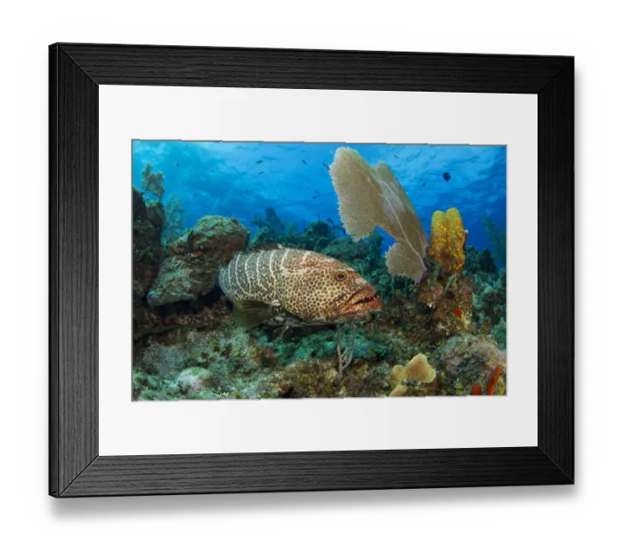 Framed Print : Tiger grouper (Mycteroperca tigris) Framed Print : Tiger grouper (Mycteroperca tigris)