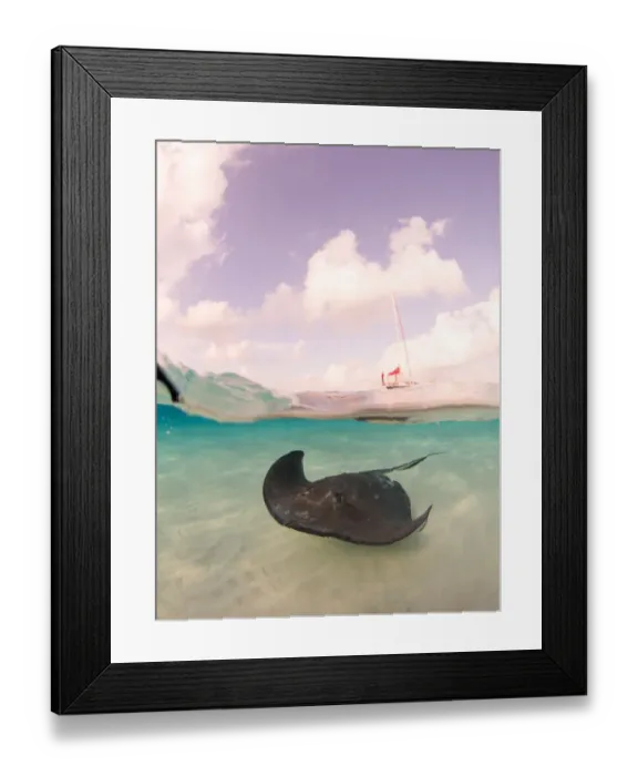 Framed Print : Southern Stingray over / under Framed Print : Southern Stingray over / under