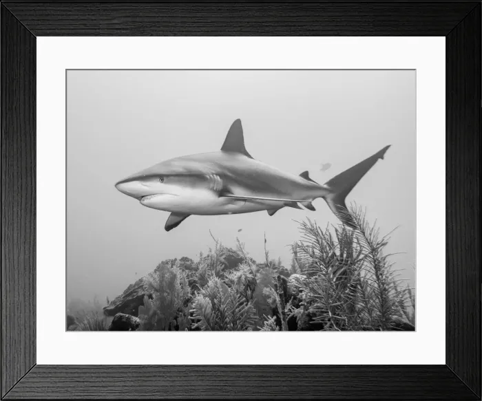 Framed Print : A Caribbean Reef Shark Framed Print : A Caribbean Reef Shark