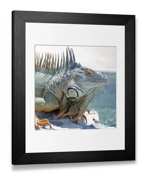 Framed Print : Caribbean dinosaur Framed Print : Caribbean dinosaur