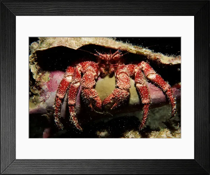 Framed Print : Hermit Crab in the Cayman Islands of the Caribbean Framed Print : Hermit Crab in the Cayman Islands of the Caribbean