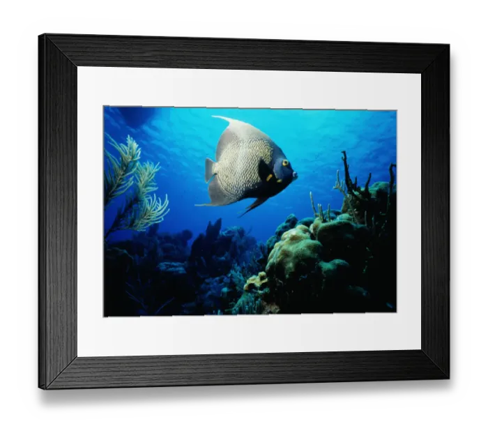 Framed Print : French Angelfish on Cayman Island Framed Print : French Angelfish on Cayman Island
