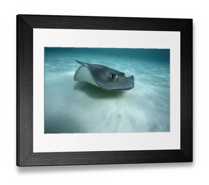 Framed Print : Stingray. 4.1.1 Framed Print : Stingray. 4.1.1
