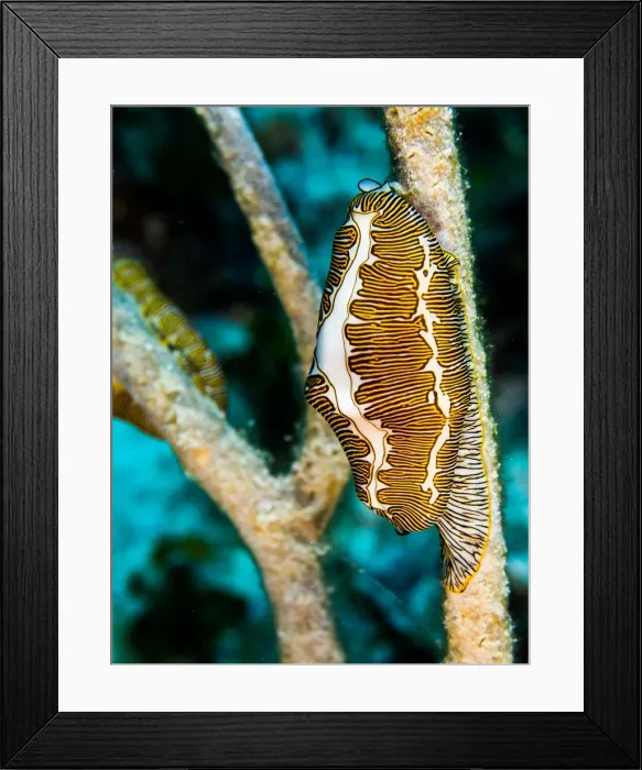 Framed Print : Fingerprint cyphoma Framed Print : Fingerprint cyphoma