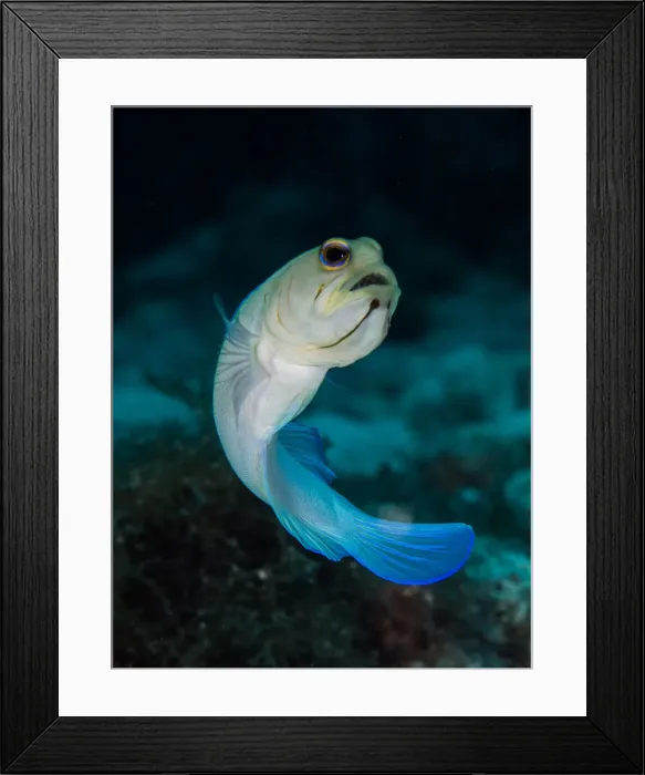 Framed Print : Yellowheaded Jawfish with eggs Framed Print : Yellowheaded Jawfish with eggs