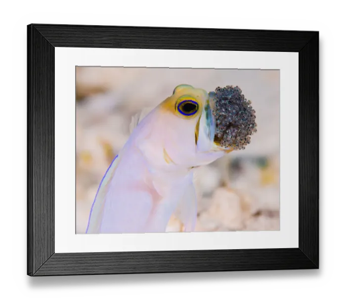 Framed Print : Cayman Jawfish with eggs Framed Print : Cayman Jawfish with eggs