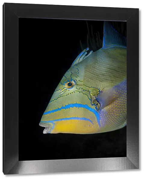 Close-up, Queen triggerfish