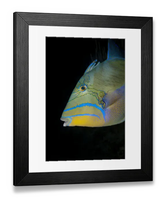 Framed Print : Close-up, Queen triggerfish Framed Print : Close-up, Queen triggerfish